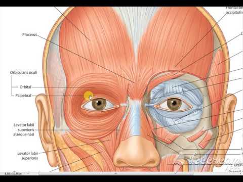 Video: Orbicularis Oculi Funcția Musculară, Originea și Anatomia - Hărți De Corp