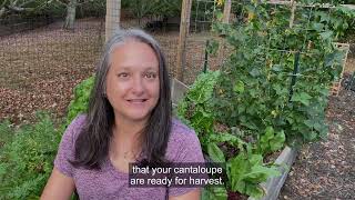 When to Harvest Cantaloupe