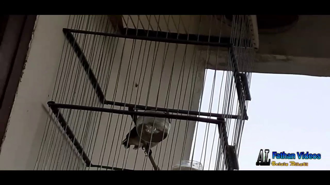 Burung merbah kalimantan|masteran untuk burung trucukan dan kutilang