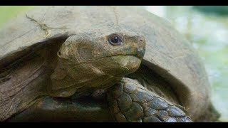 The turtle survival alliance (tsa) was established in 2001 response to
“asian crisis” which unsustainable numbers of turtles were being
harv...