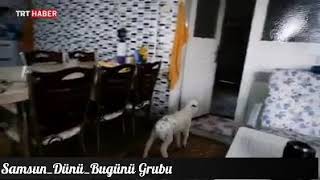 Samsun Da Evinde Kuzuyu Besleyen Aile