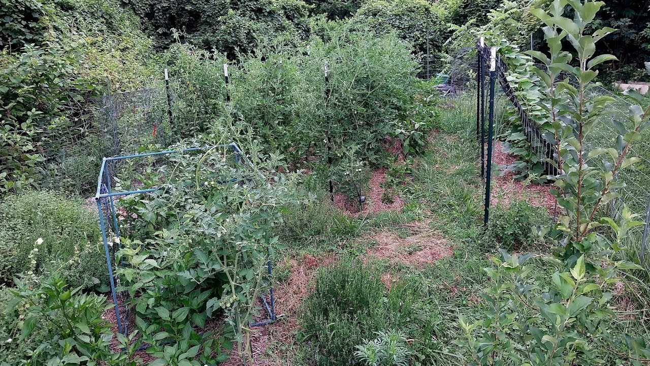 ☘️aiiKEN73*Garden☘️AG202605 Backyard edible garden stroll morning of July 10th, 2026 SW Ohio