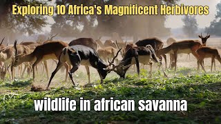 Exploring 10 Africa&#39;s Magnificent Herbivores | Wildlife in African Savanna