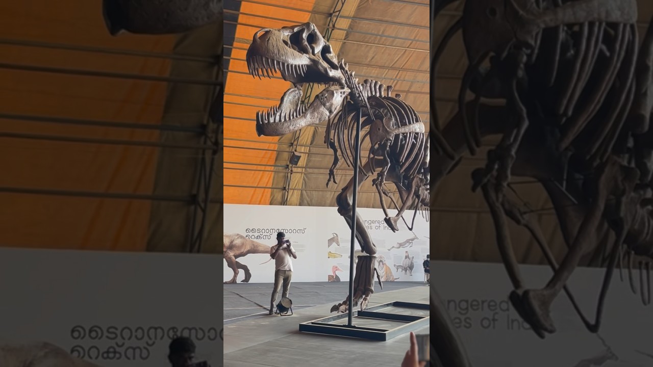 T-Rex Skeleton Exhibit at GSFk