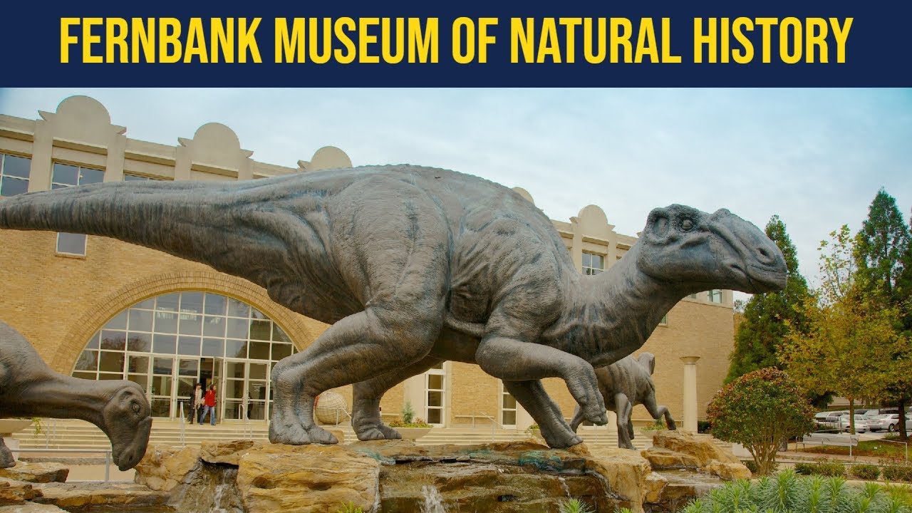 Discover The Wonder Of Atlanta's Fernbank Museum Of Natural History
