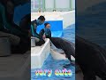 ルーナとラビーが可愛すぎ～♥ #Shorts #鴨川シーワールド #シャチ #orcas #kamogawaseaworld