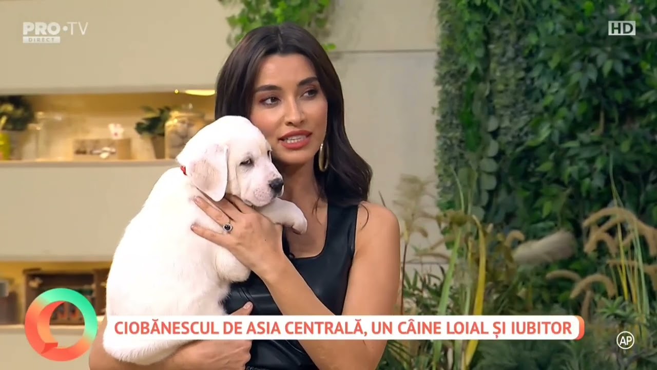 ProTv-Vorbeste Lumea🖥@MihaiNae- Bulgarul Alabai ,, Ciobanescul de Asia Centrala