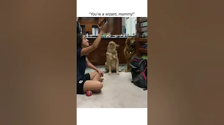 Hilarious Dog Mesmerized By Ball Trick!