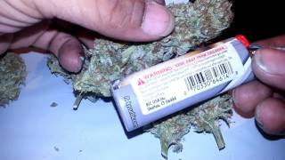 medical marijuana grow  and breeding update....