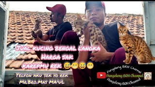 Kucing Bengal Mas Maul Taman Sidoarjo || Adi KBK