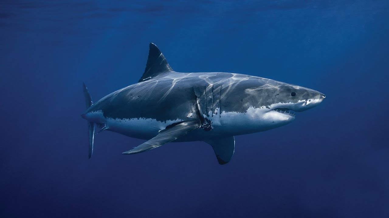 охота на белую акулу