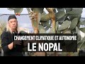 #188 LE NOPAL une plante comestible adaptée au changement climatique