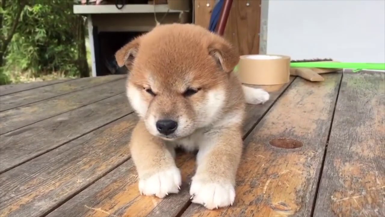 柴犬の子犬がウトウト。。。 Sleepy Shibainu Puppy YouTube