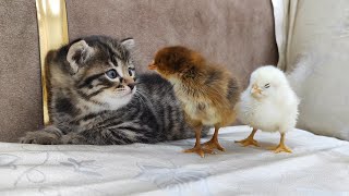 3 Friends || Chicks and a cute kitten 🐈🐥 by Funny Pets 1,016 views 10 months ago 1 minute, 42 seconds