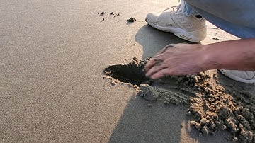 How to find and catch razor clams by hand Super Easy (no tools)