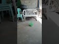 Ang Bilis Nila Di Na Naawa 2025 Funny Funnycontent Ang Bilis Nila Di Na Naawa 2025 Funny Funnycontent