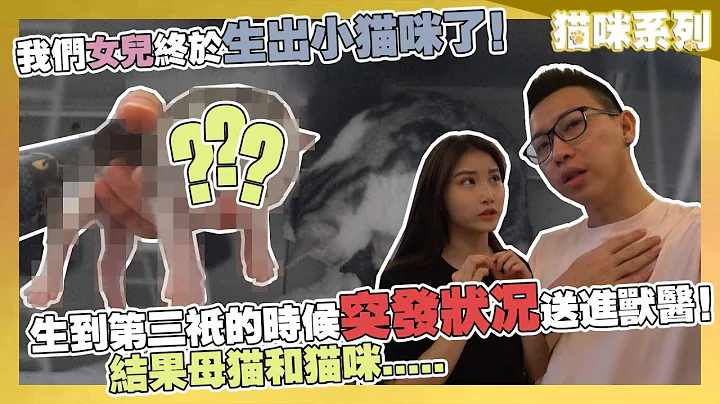 我們女兒終於生出小貓咪了！生到第三隻的時候突發狀況送進獸醫！結果母貓和貓咪.....【貓咪系列】 - 天天要聞