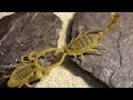How scorpions help kill cancer