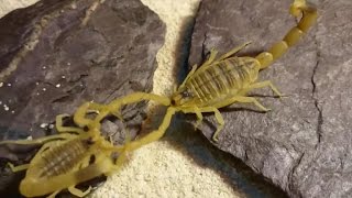 How scorpions help kill cancer