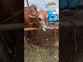 JALAN JALAN SORE