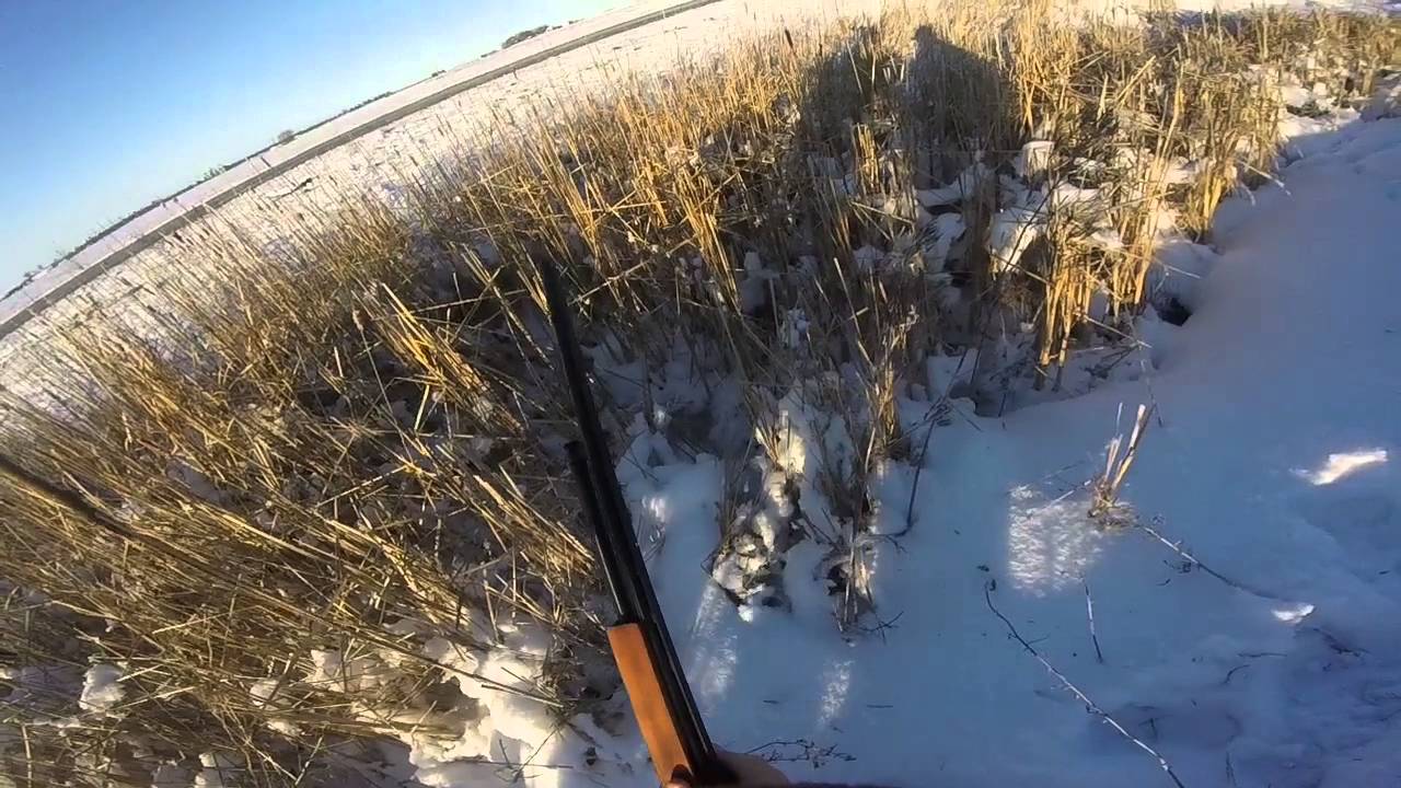Iowa pheasant hunting video 