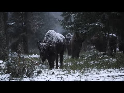 Wideo: Dlaczego żubry są ważne?