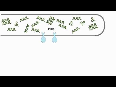 Video: Čo počas replikácie spôsobuje rozbalenie rozvinutého dna?