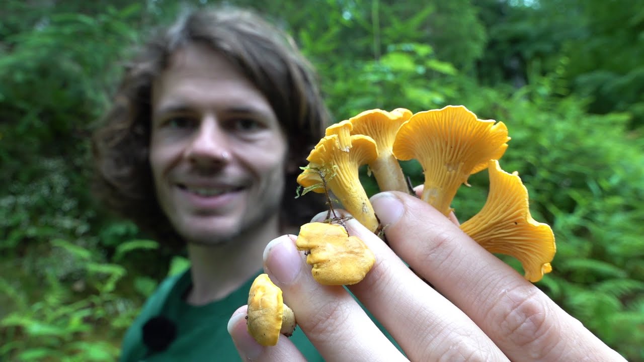 Pfifferlinge Sammeln - Das Gold des Waldes - Standort, Merkmale, Inhaltsstoffe, Studien, Zubereitung