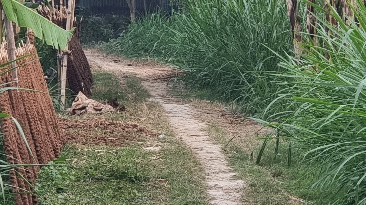 গ্রাম থেকে শহরে যাওয়ার পথে ; ভিডিওতে দেখানো নির্বাচিত জেলা মানিকগঞ্জ। 