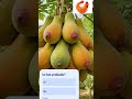 algo bien esa papaya en tu pais como las conocen?