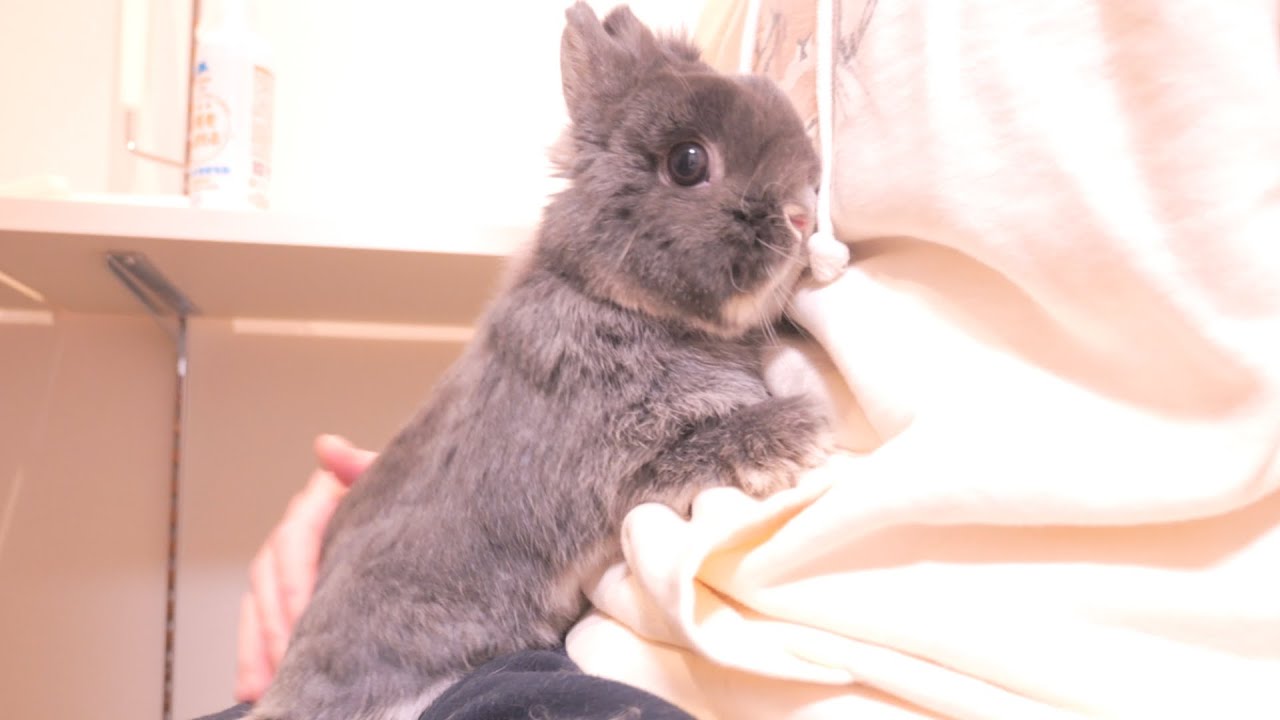 みみうさぎ becosofvi02-01_1024x.jpg?v=