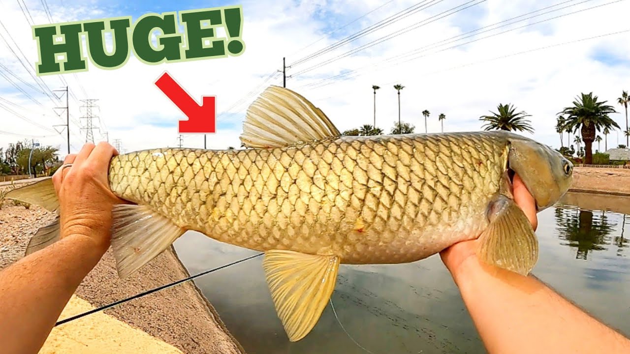 Fly Fishing For HUGE Carp With DRY FLIES! (Arizona Canals!)