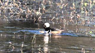 Hooded Merganser pair, pairing!