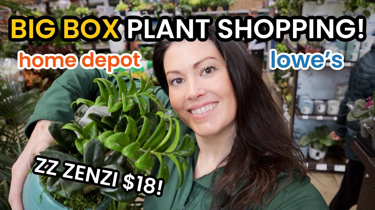 UNCOMMON ZZ ZENZI AT LOWE'S! Big Box Plant Shopping Lowe's & Home Depot ...