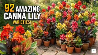 92 Beautiful Canna Lily Varieties | Amazing Colors & Foliage | Part 2