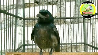 SRIGUNTING bikin EMOSI | kicaunya kesurupan ANAKAN burung lapar