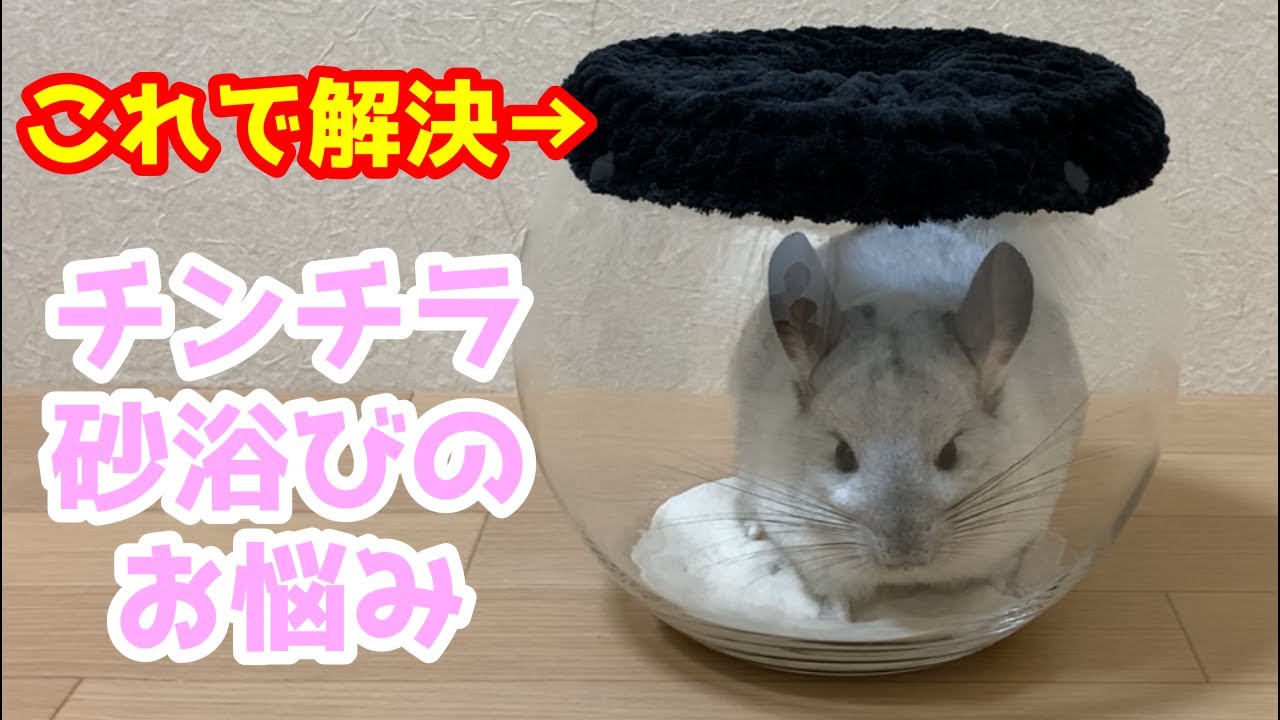チンチラ　砂浴び容器　【Ｌサイズ】ホワイト　ブラッシング効果　砂飛び散り対策 Lサイズ】グリーン×ホワイト チンチラ デグー 砂浴び容器 飛び散り防止