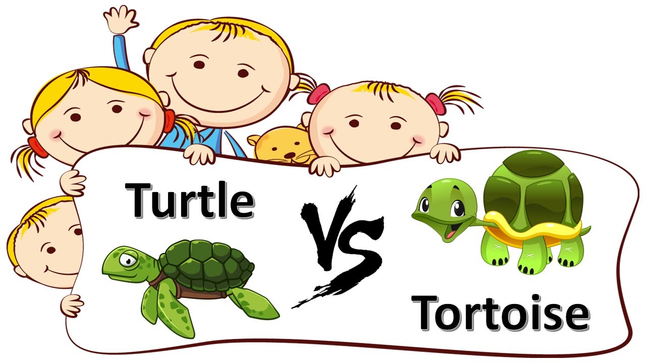 Turtle vs Tortoise | Turtle versus Tortoise | Turtle and Tortoise | Essay | SmileyNaum
