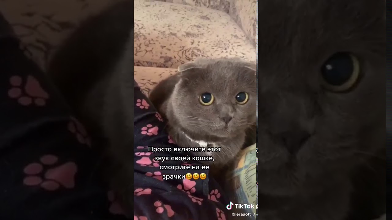 кот за компьютером. кот юмор. кот пришел. котики с надписями. врагу не сдаётся наш.