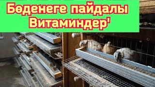 Бөденелерге қандай витаминдер беріледі/жалпы атаулары қандай/қалай береміз?!