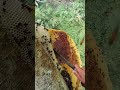 forest honey collection process #ayisupriatnamadu #nature