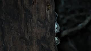 Feathertail Gliders (Acrobates frontalis)