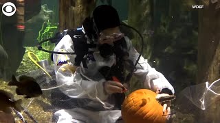WEB EXTRA: Underwater Pumpkin Carving News