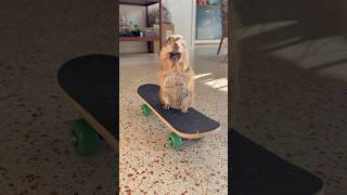 Poppy was testing out Merts sweet skateboard when Penelope stole her treat 😅