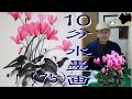 【10分・水墨画教室】#75「シクラメン」の描き方|絵手紙|10min Ink Painting -- Cyclamen --
