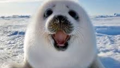 Qiyi M Pro Pyraminx unboxing and review 