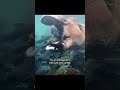 🐋The SECRET Friendship Between Hippos and Fish 🐟🤯 | #hippo #hippopotamus#wildlife#foryou#viralshorts