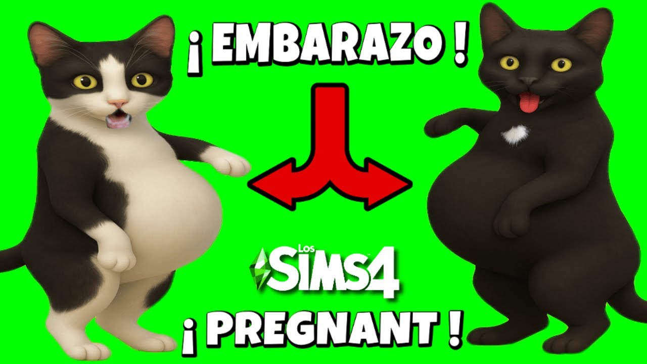 24 HORAS EMBARAZADA en Los Sims 4 pero son gatos 😱 ¿QUÉ GATA ESTA EMBARAZADA? | Luna y Estrella