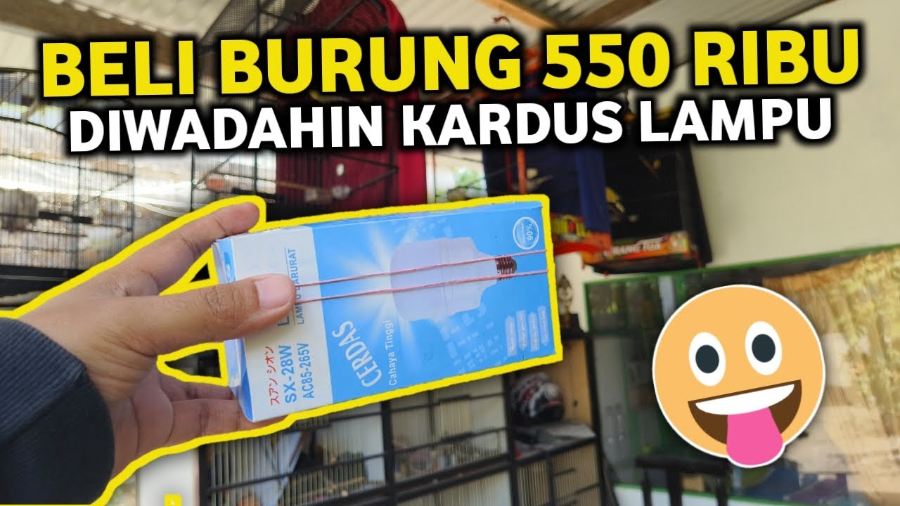 KALAU HOKI DUIT 550rb DAPET KENARI LAGUNYA BAGUS SEPERTI INI