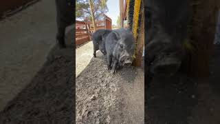 Little Pig Likely Dumped After He Couldn't Breed